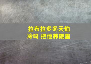 拉布拉多冬天怕冷吗 把他养院里